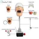 Dental Phantom Manikin Head Model Resin Teeth Modeling Dentistry Therapy Training Products