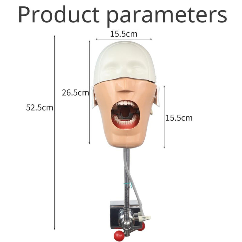 Dental Phantom Manikin Head Model Resin Teeth Modeling Dentistry Therapy Training Products