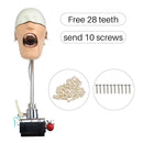 Dental Phantom Manikin Head Model Resin Teeth Modeling Dentistry Therapy Training Products